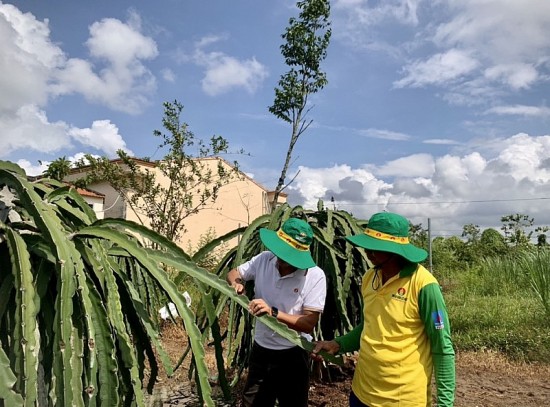 Giải pháp thúc đẩy tiềm năng thanh long Tiền Giang