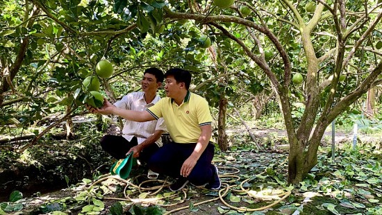 “Vô tình lượm bí kíp” mùa vàng cho bưởi da xanh