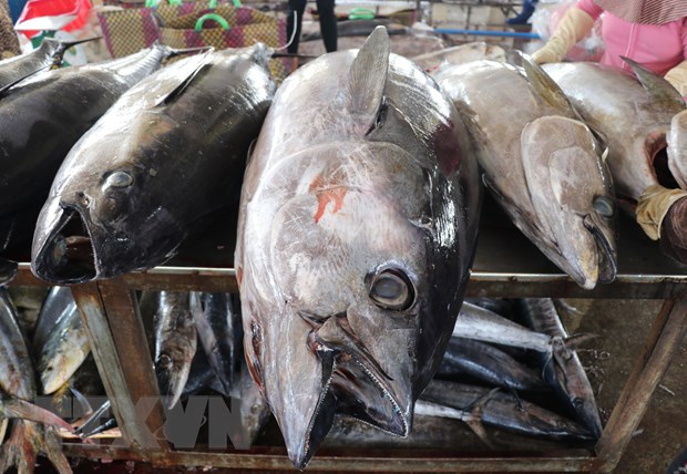 Xuất khẩu cá ngừ của Việt Nam đã cán đích 1 tỷ USD