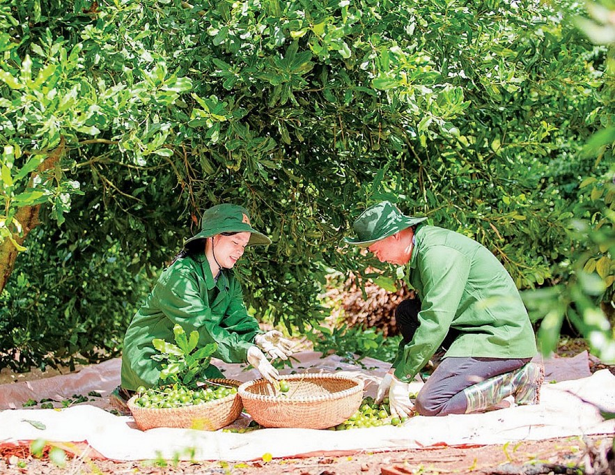 Xuất khẩu nông sản chính ngạch cơ hội “tỷ đô” cho Đắk Lắk