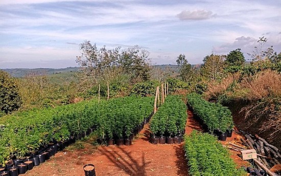 Tỉnh Đắk Nông: Bắt giữ đối tượng đang bị truy nã vẫn trồng trái phép hơn 3000 cây cần sa