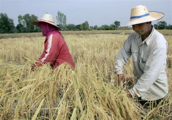Xuất khẩu gạo Thái Lan vượt mục tiêu đề ra trong năm 2022