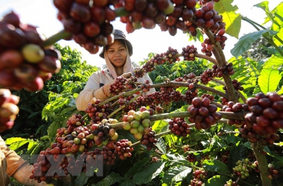 Lâm Đồng công nhận vùng sản xuất cà phê ứng dụng công nghệ cao