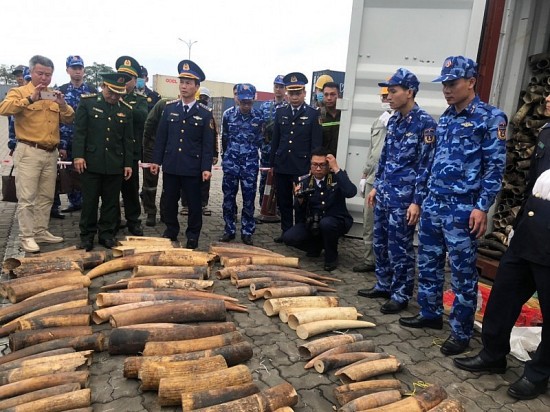 Hải Phòng: Phát hiện và bắt giữ gần 500 kg ngà voi nhập khẩu trái phép