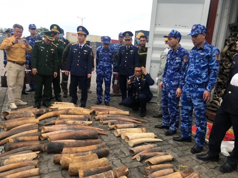 Lực lượng liên ngành hải quan, cảnh sát biển, biên phòng kiểm tra phát hiện 490kg ngà voi nhập lậu.