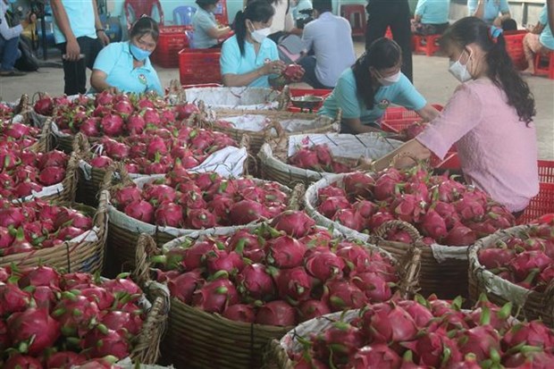 De nghi An Do mo cua thi truong voi nong san, trai cay tuoi cua VN hinh anh 2