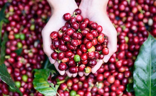 Xuất khẩu cà phê tăng mạnh ở 4 thị trường