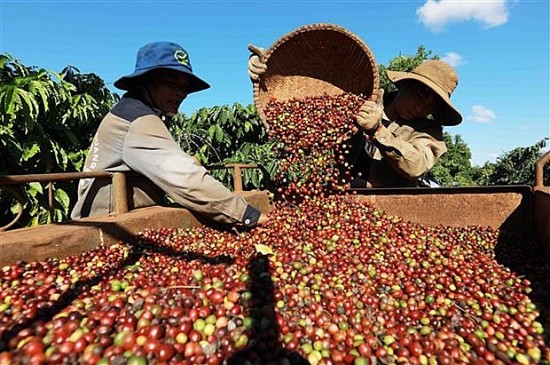 Bước chuyển mạnh sang sản xuất cà phê bền vững, giá trị cao hơn