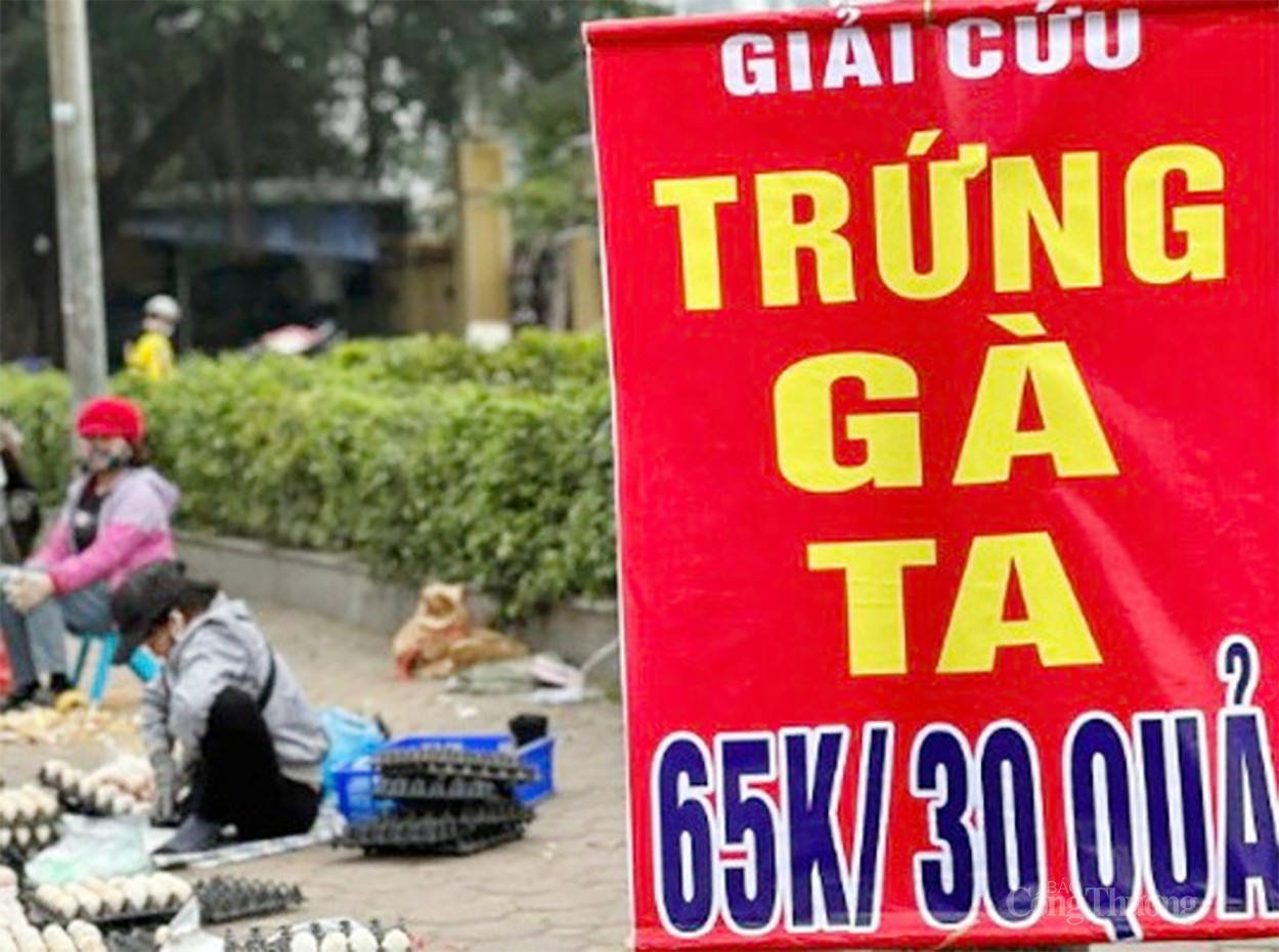 Trứng gà giải cứu 65k/30 quả: Cần 