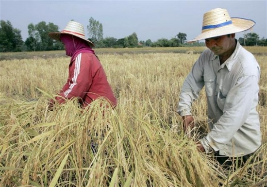 Giá gạo Ấn Độ giảm sau khi đạt mức cao nhất trong hai năm