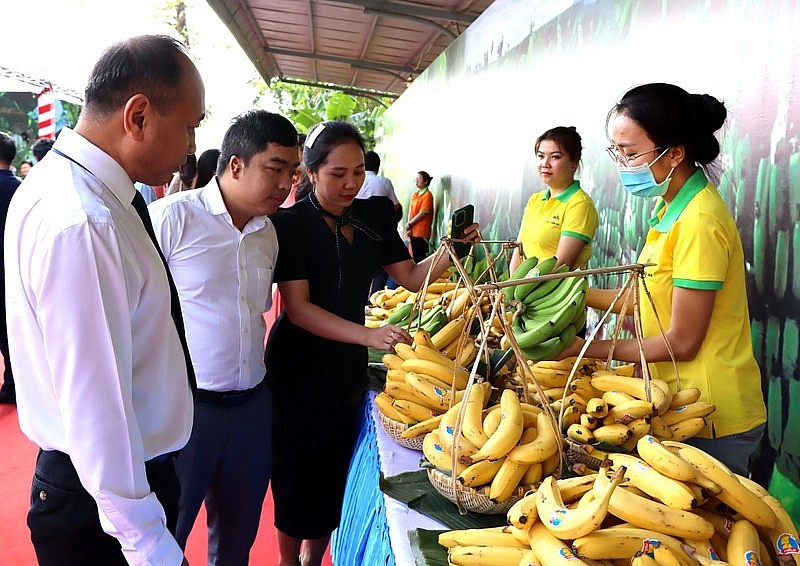 Chuối tươi Đồng Nai đang có nhiều cơ hội xuất khẩu sang thị trường Trung Quốc. 