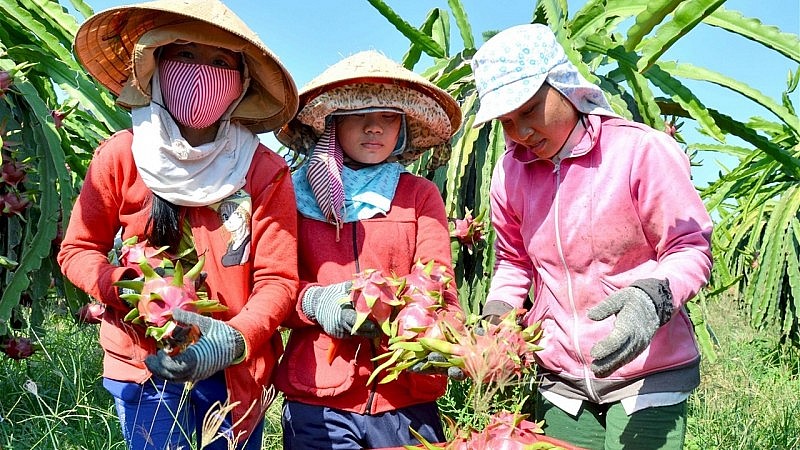 Xuất khẩu thanh long dự báo sẽ khởi sắc