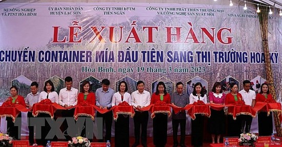 Hòa Bình xuất khẩu lô hàng mía tươi đầu tiên sang Hoa Kỳ