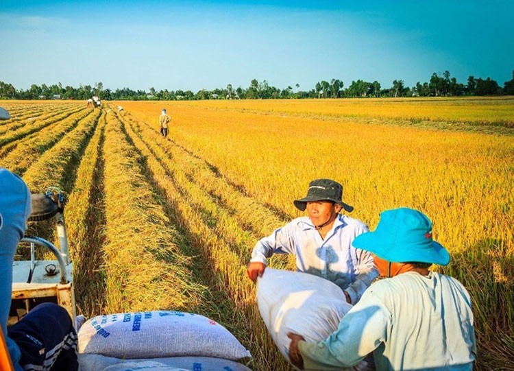 Khuyến khích ngân hàng cho vay lúa gạo tín chấp trên cơ sở quản lý dòng tiền