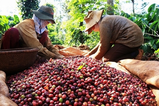 Xuất khẩu cà phê sang thị trường Hà Lan tăng mạnh