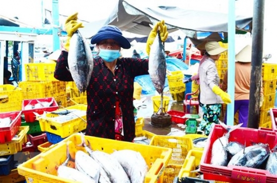 Năm 2023, cá ngừ Việt Nam chuyển hướng đột phá thị trường nhỏ