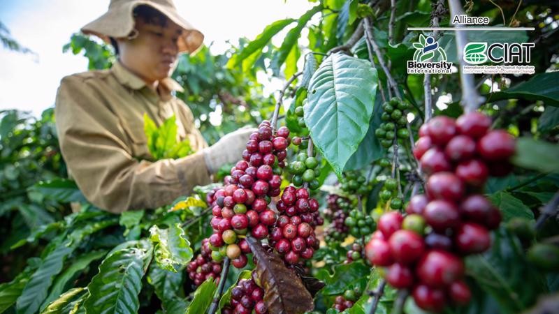 Người nông dân trồng cà phê được bảo vệ với bảo hiểm chỉ số thời tiết