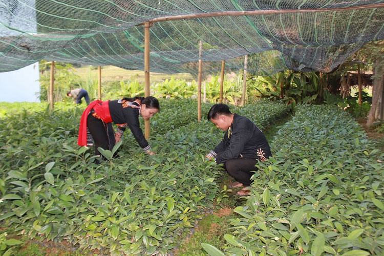 Phụ nữ dân tộc Mông, Dao thi đua làm giàu, xây dựng nông thôn mới vùng cao Bản Cái khởi sắc