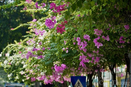 Ngắm hoa giấy nở rực rỡ khắp các nẻo đường thành phố biển Nha Trang