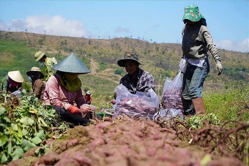 Nông dân ở khu vực Tây Nguyên thu hoạch khoai lang.