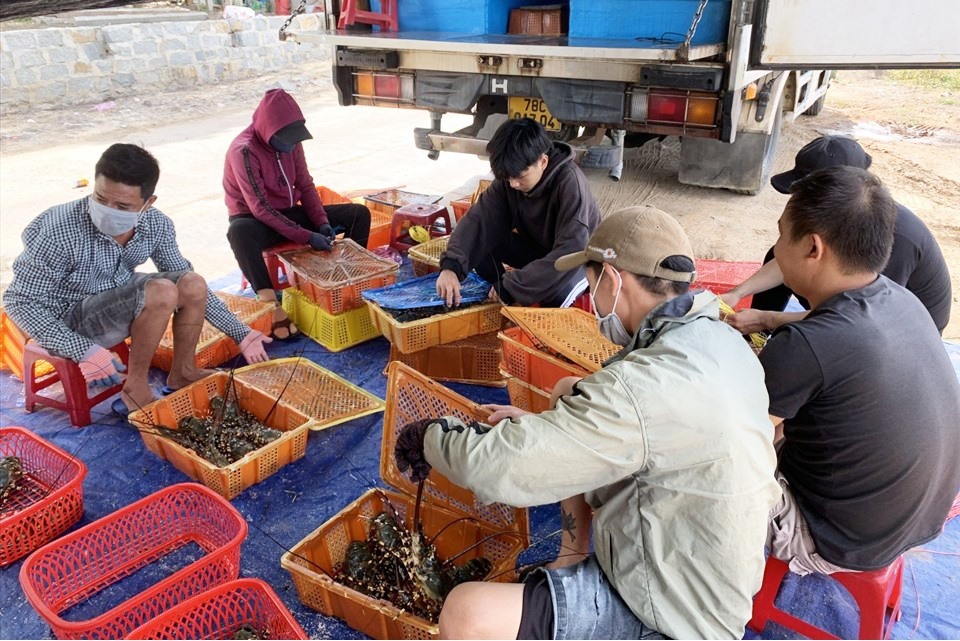 Hộ nuôi tôm ở Phú Yên đang phân loại tôm hùm đợi các thương lái đến thu mua.Ảnh Hoài Luân