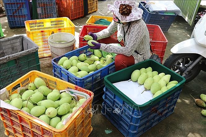 Thu hoạch xoài cát chu rải vụ ở thành phố Cao Lãnh (Đồng Tháp).