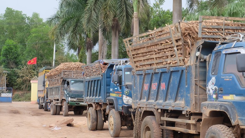 Quảng Trị: Đồng bào dân tộc làm giàu từ cây sắn