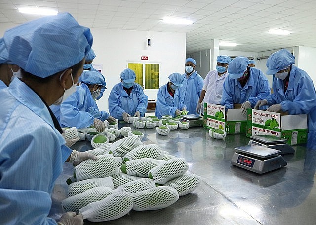 Việt Nam đứng thứ 3 về cung cấp xoài cho thị trường Hàn Quốc