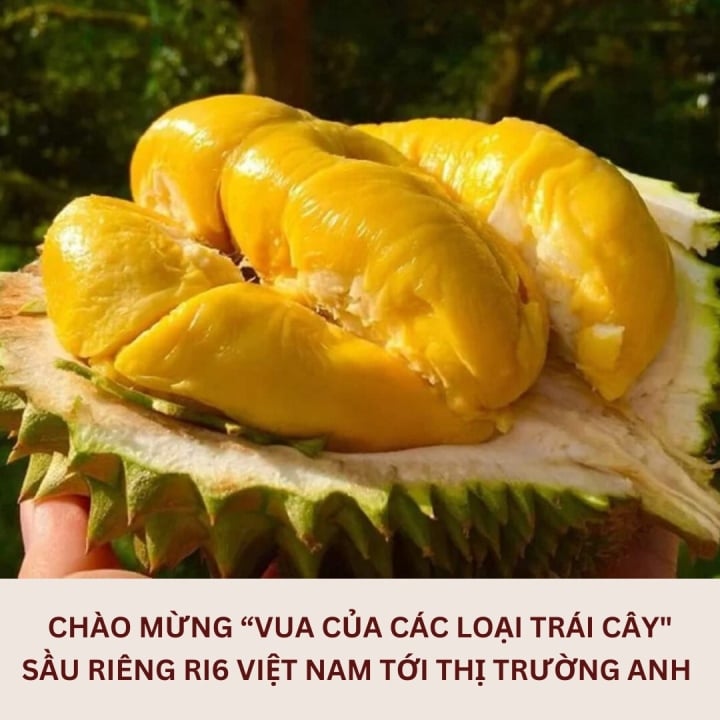 Sầu riêng Việt bán tại siêu thị Vương quốc Anh, 400 nghìn đồng/kg - 1