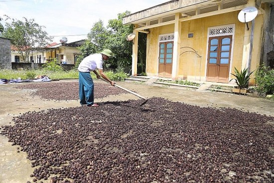 Quảng Trị: Tạo sinh kế bền vững cho đồng bào vùng cao từ cây trẩu