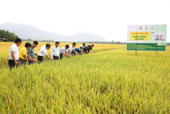 NPK Cà Mau tiếp tục chinh phục nhà nông trồng lúa Tây Nam bộ