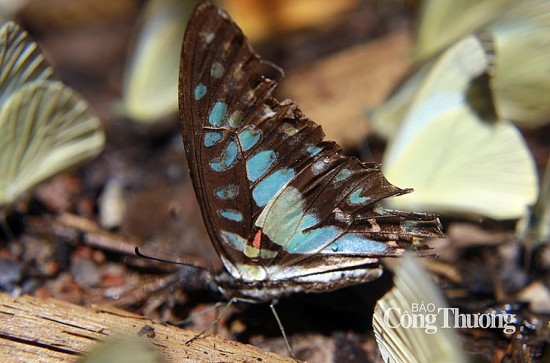 Thiên đường bướm rừng Cúc Phương, bức tranh đa sắc màu