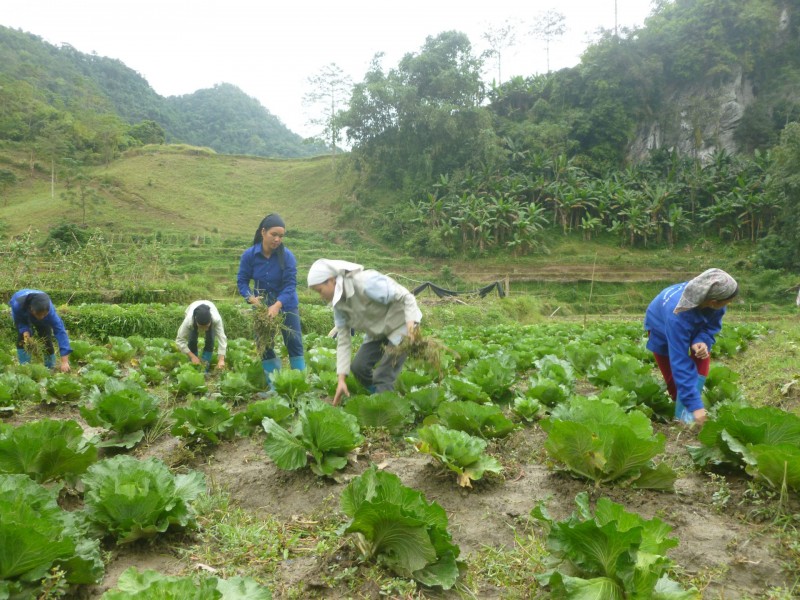 Hợp tác xã dịch vụ nông nghiệp Bản Nghè (huyện Pác Nặm) thu hoạch rau xanh