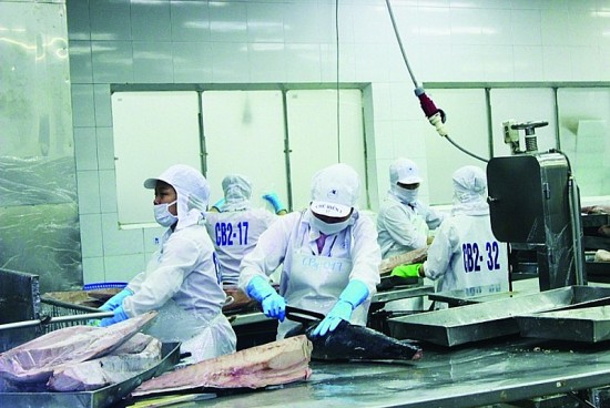 Xuất khẩu cá ngừ sang Pháp được giá, nhưng đơn hàng giảm
