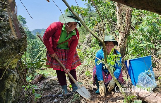 Vá rừng trên núi đá, lan tỏa thông điệp bảo vệ môi trường