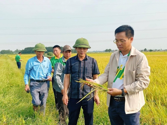 Mô hình cánh đồng mẫu lớn sản xuất lúa chất lượng cao sử dụng phân bón NPK Phú Mỹ