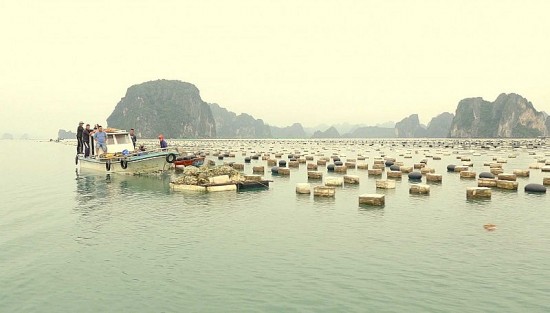 Quảng Ninh tập trung xử lý dứt điểm nuôi trồng thủy sản trái phép trên vịnh Hạ Long