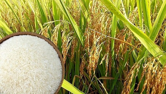 Giá lúa gạo hôm nay 27/5: Tiếp tục giữ ổn định