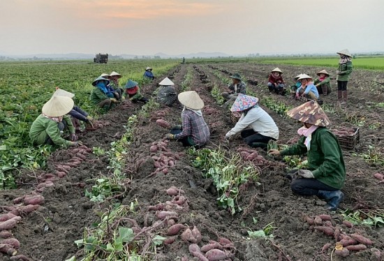 Đắk Lắk: Liên kết trồng khoai lang để phát triển bền vững