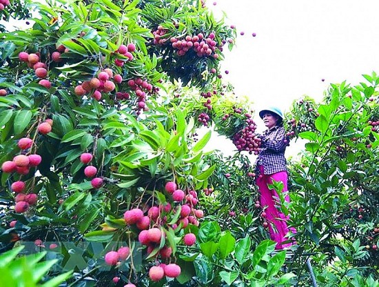 nhan vai xuat ngoai chinh phuc thi truong kho tinh