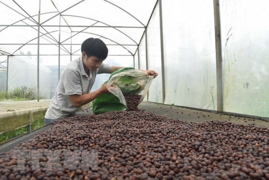 Châu Âu có quy định mới về cấm nhập khẩu cà phê liên quan đến phá rừng