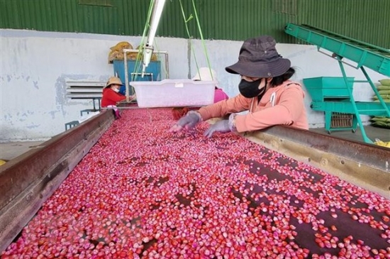 Ninh Thuận đẩy mạnh phát triển sản xuất nông nghiệp theo chuỗi giá trị