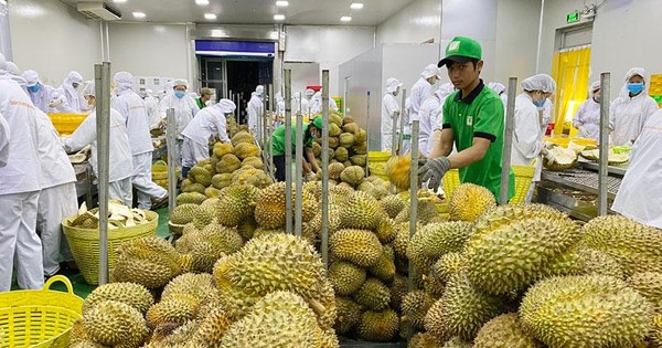 Xuất khẩu hàng rau quả sang Trung Quốc 5 tháng đạt 1,3 tỷ USD, tăng 78% so với cùng kỳ.