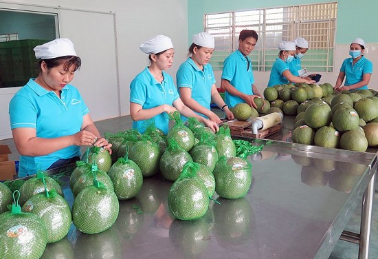 Ninh Thuận: Bưởi da xanh Phước Bình được cấp mã số xuất khẩu sang Hoa Kỳ