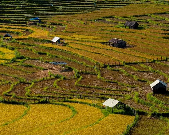 Kon Tum: Nỗ lực đưa gạo đỏ của người Xê Đăng thành sản phẩm hàng hóa