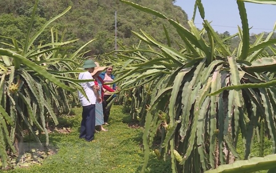 Tỉnh Sơn La đẩy mạnh xuất khẩu thanh long ra nước ngoài