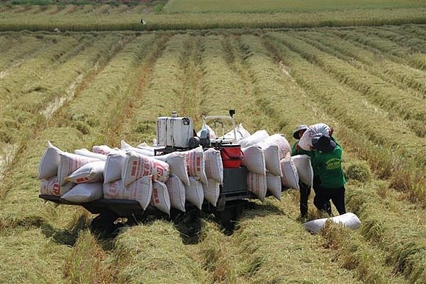 Ngành hàng lúa gạo cần thêm trợ lực để chuyển từ "lượng" sang "chất"