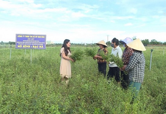 Thanh Hóa: Đồng bào vùng cao phát triển cây dược liệu theo hướng hàng hóa