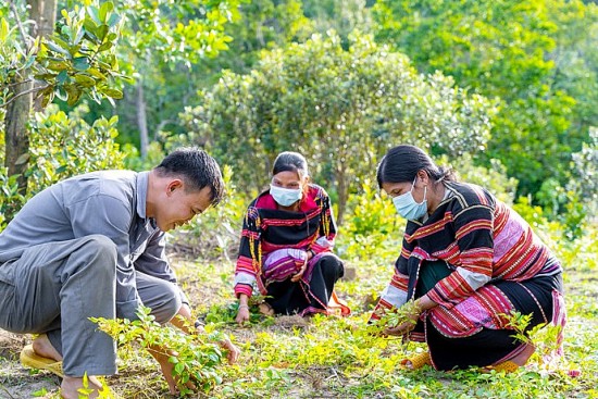 Huyện An Lão (Bình Định): Nhiều giải pháp hỗ trợ đồng bào dân tộc thiểu số phát triển sản xuất