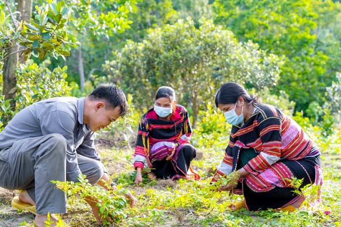 Cán bộ kĩ thuật Bidiphar hướng dẫn bà con cách chăm sóc cây chè dây 